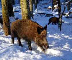 .pl https://www..pl Rolnicy do tej pory zbyt lekkomyślnie podchodzili do tego zagadnienia. Potwierdza to wspomniany wyżej raport NIK. Masowy odstrzał dzików może więc znacznie pogorszyć sytuację.