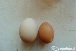 https://www. fot. AgroFoto.pl Jajka o białej i brązowej skorupie (fot. AgroFoto.pl, użytkownik: logitech55) Jaja pochodzące z gospodarstw drobnotowarowych stanowią niewielki odsetek produkcji.