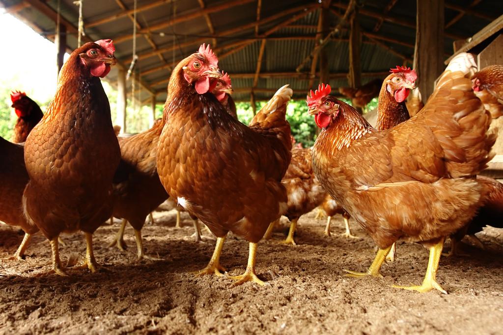 https://www. Przy nadmiernej koncentracji energii w mieszance kury mogą się otłuszczać, co w znacznym stopniu przyczynia się do tego, że kury nie znoszą jajek w oczekiwanej przez hodowcę liczbie.