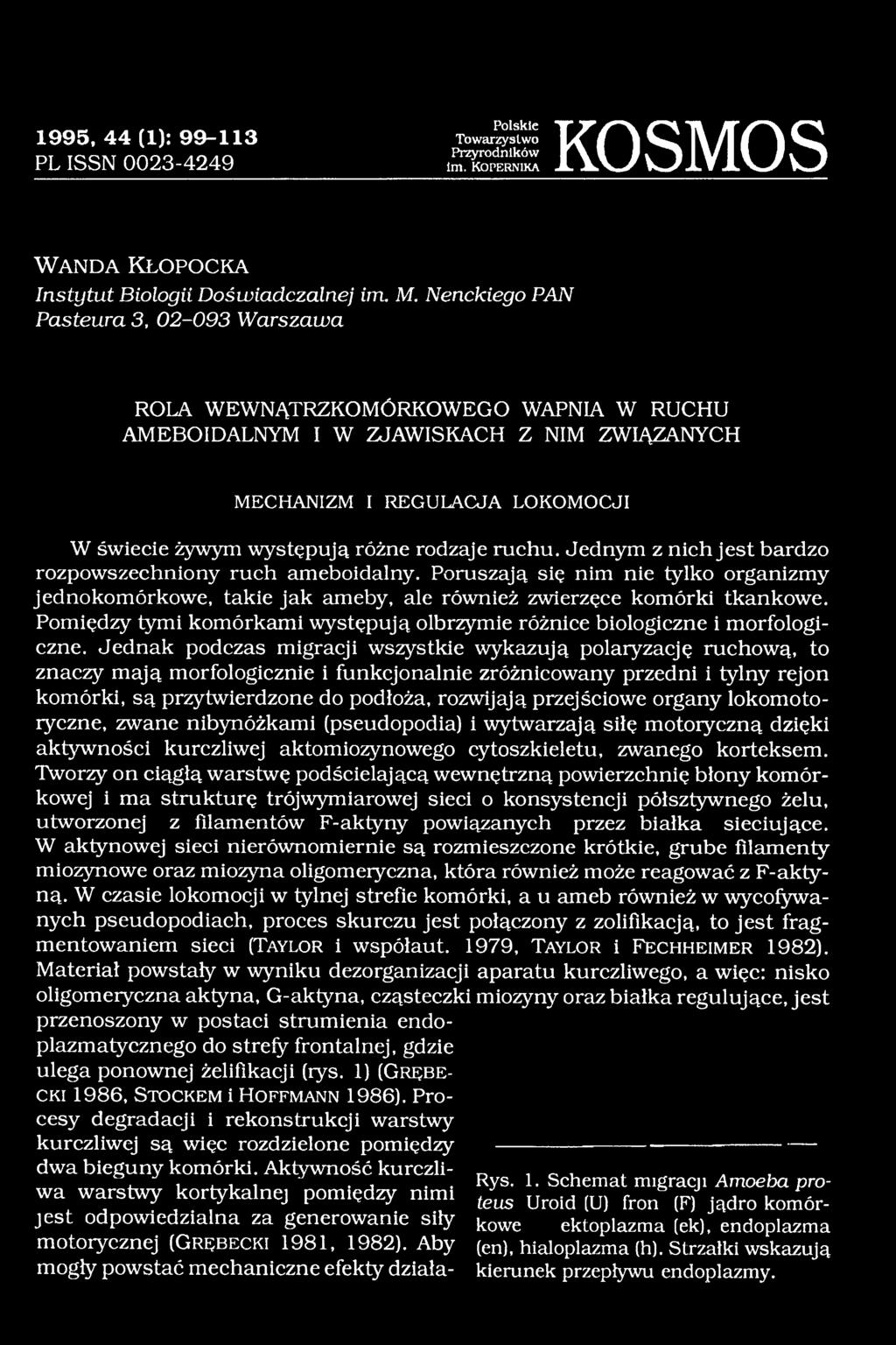 różne rodzaje ruchu. Jednym z nich jest bardzo rozpowszechniony ruch ameboidalny. Poruszają się nim nie tylko organizmy jednokomórkowe, takie jak ameby, ale również zwierzęce komórki tkankowe.
