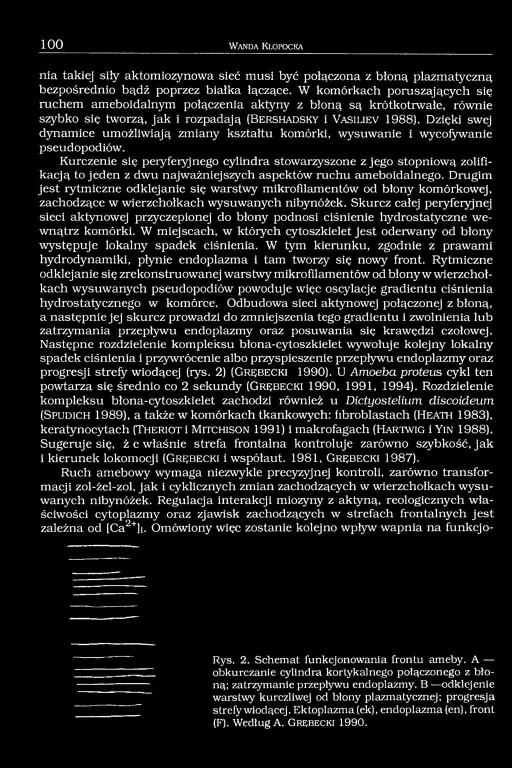 Dzięki swej dynamice umożliwiają zmiany kształtu komórki, wysuwanie i wycofywanie pseudopodiów.