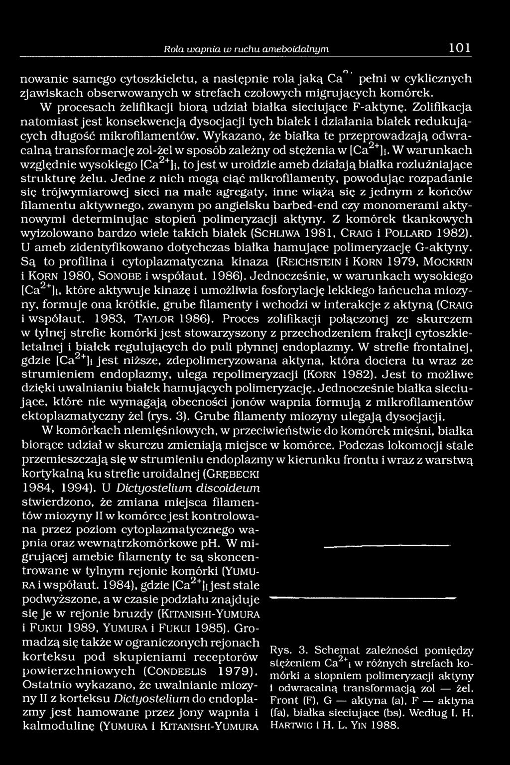 Wykazano, że białka te przeprowadzają odwracalną transformację zol-żel w sposób zależny od stężenia w [Ca2+]i.