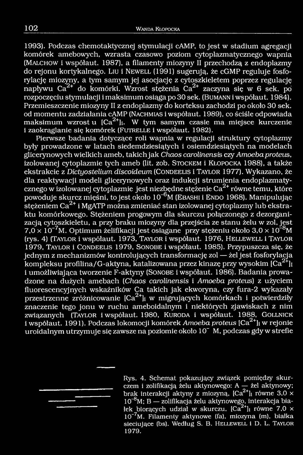 Liu i N e w ell (1991) sugerują, że cgmp reguluje fosforylację miozyny, a tym samym jej asocjację z cytoszkieletem poprzez regulację napływu Ca2+ do komórki. Wzrost stężenia Ca2+ zaczyna się w 6 sek.