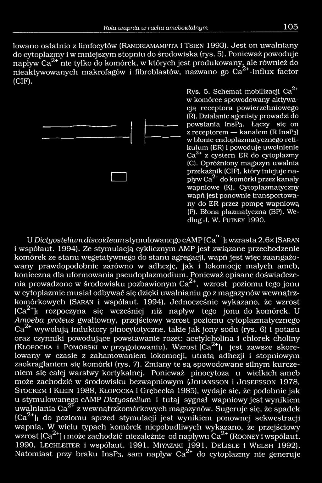 Schemat mobilizacji Ca w komórce spowodowany aktywacją receptora powierzchniowego (R). Działanie agonisty prowadzi do powstania InsP3.