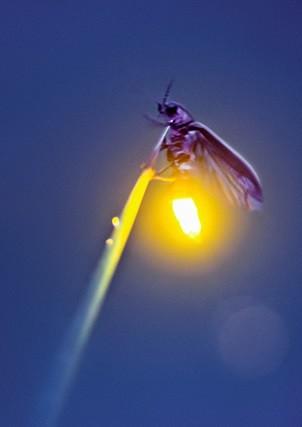 Algorytm FIREFLY Michał