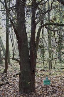 Nazwa głazu związana jest z legendą o diable chcącym zatamować rzekę oraz z wyprawą misyjną Świętego Wojciecha do Prus w 997 roku. 2.