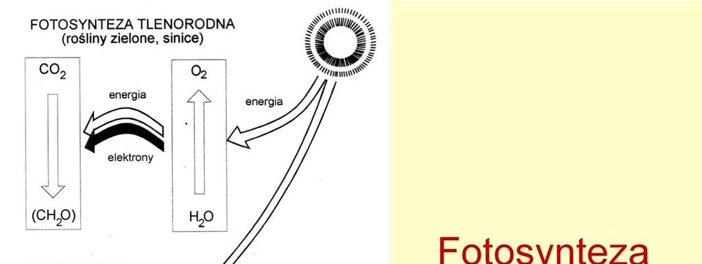 Najbardziej energetycznie wydajnym sposobem redukowania węgla w celu wytworzenie biomasy związków zredukowanych jest fotosynteza, której źródłem energii nie są inne procesy chemiczne, a kwanty