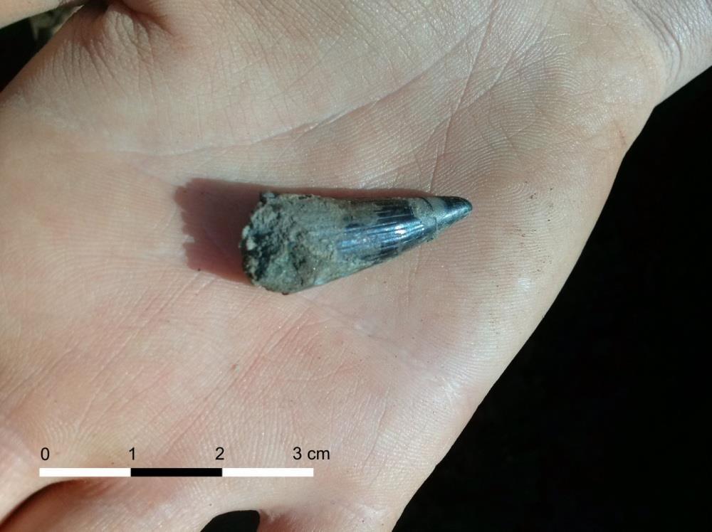 Tanystropheus (Fot. T.