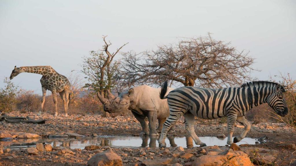 Dzień 10 18-10-2019 Czas Podróży: 8h Dystans: Etosha Ongava Game Reserve Poranny game drive (safari w poszukiwaniu zwierząt) rozpocznie się o piątej rano. Warto!