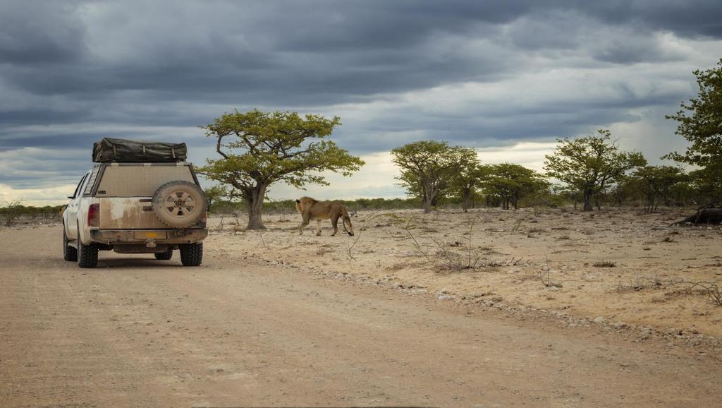 Dzień 12 20-10-2019 Czas Podróży: 3h Dystans: 300km Erindi Windhoek Ostatni dzień wypełni nam droga powrotna do Windhoek.