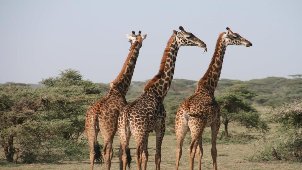 Dzień 8 16-10-2019 Czas Podróży: 6h Dystans:370kmDamaraland Kaokoland (Opuwo) W drodze do Opuwo towarzyszyć nam będą kolejne wioski ludzi HERERO.