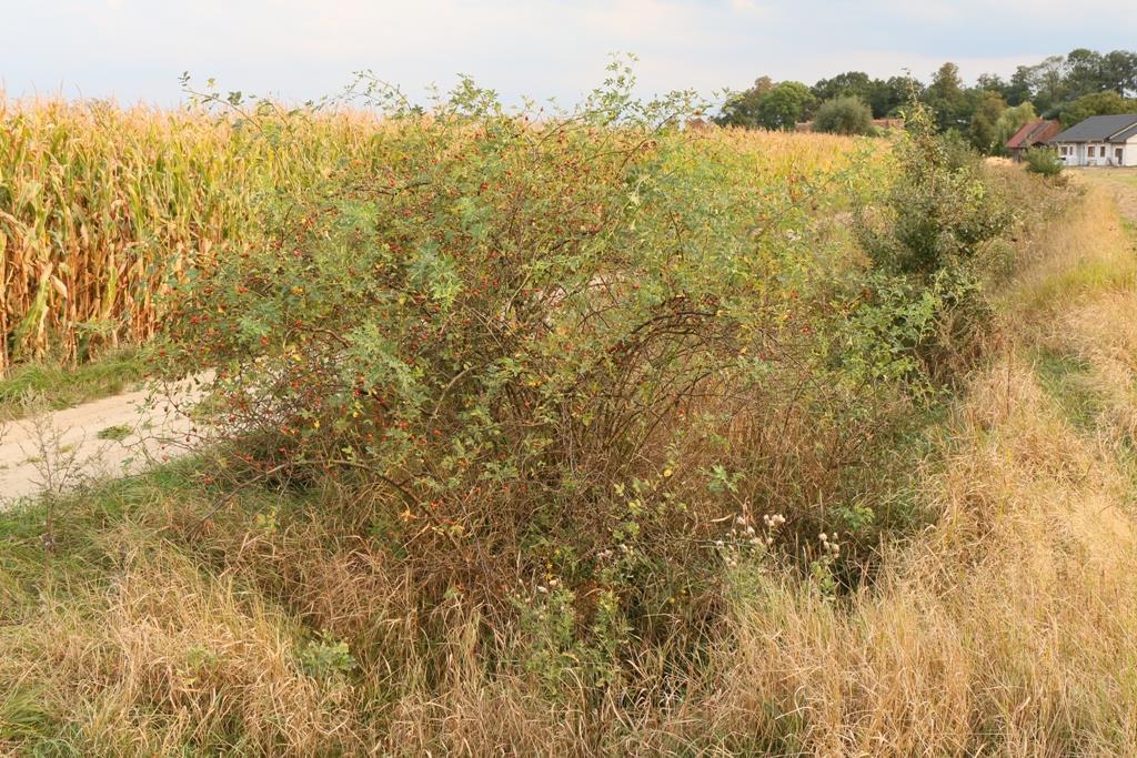 Gatunek Róża dzika Rosa canina L.