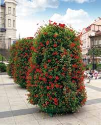 lilioworóżowa lilioworóżowy peltatum Ville peltatum Ville