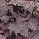 A128 batatas Illusion 'Lime' Pennisetum setaceum