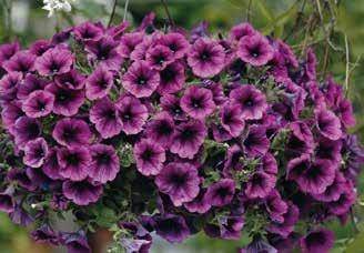bordowy czerwona zwarty,
