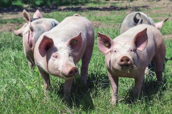 ROLNICTWO i PRZEMYSŁ Agro SanitoBac STARTER + KONTYNUATOR biopreparat uzdatniający gnojowicę i gnojówkę Agro SanitoBac to ekologiczny preparat mikrobiologiczny.