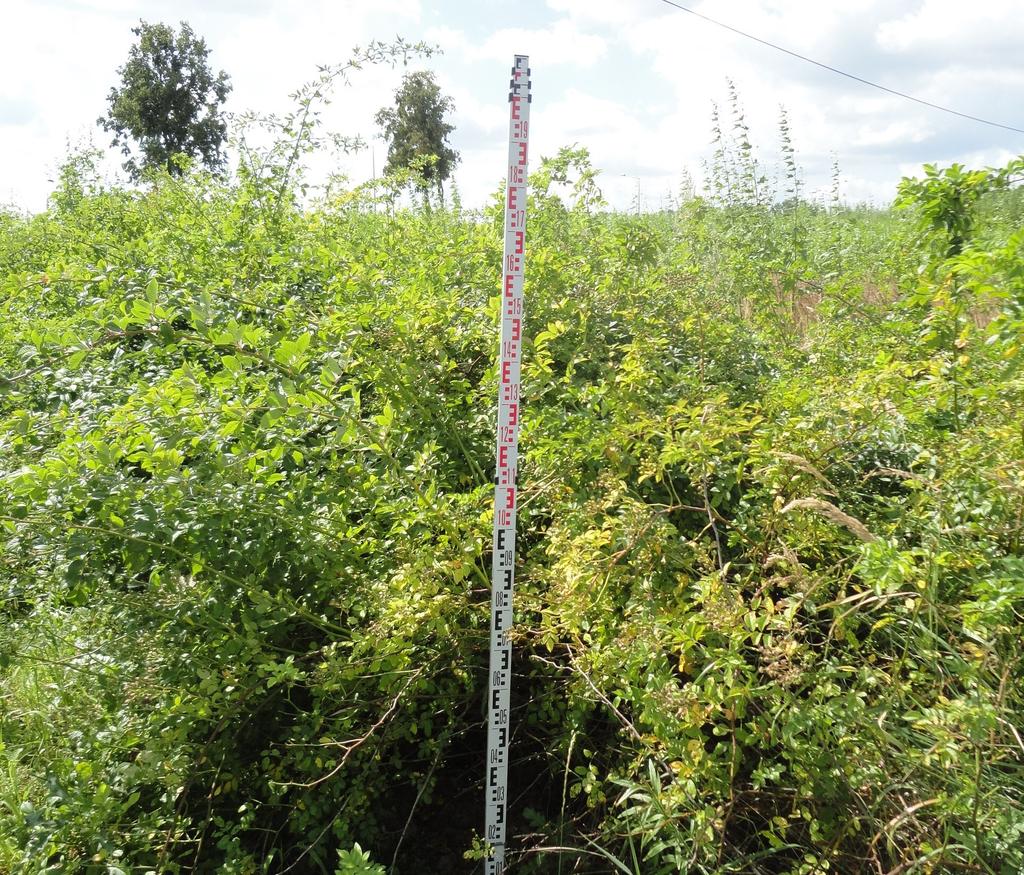 Journal of Ecological Engineering Vol. 17(5), 2016 The fresh mass yield of multiflora rose was 20.4 Mg ha-1 at a moisture level of 50.2, which gives 10.2 Mg ha-1 of dry mass (DM).
