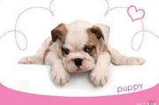 Desk Pad with Poster 0318-0035-96 Puppy PVC 665x430 1