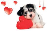 Wzory Mat / Available Pads Plakat / Poster PUPPY KOT