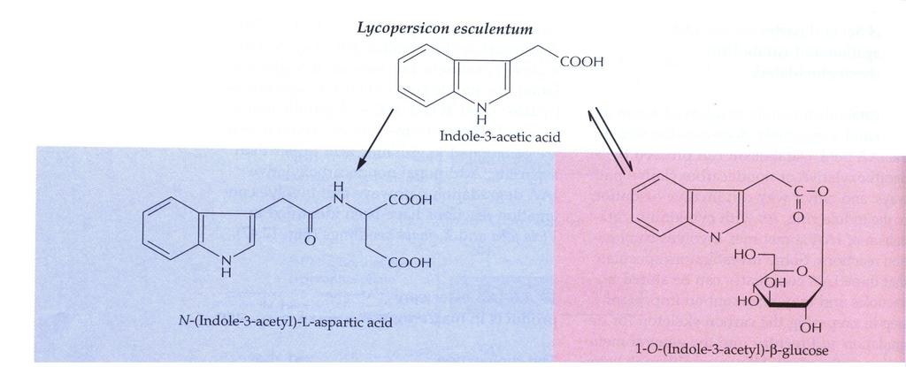 IAA-Asparaginian