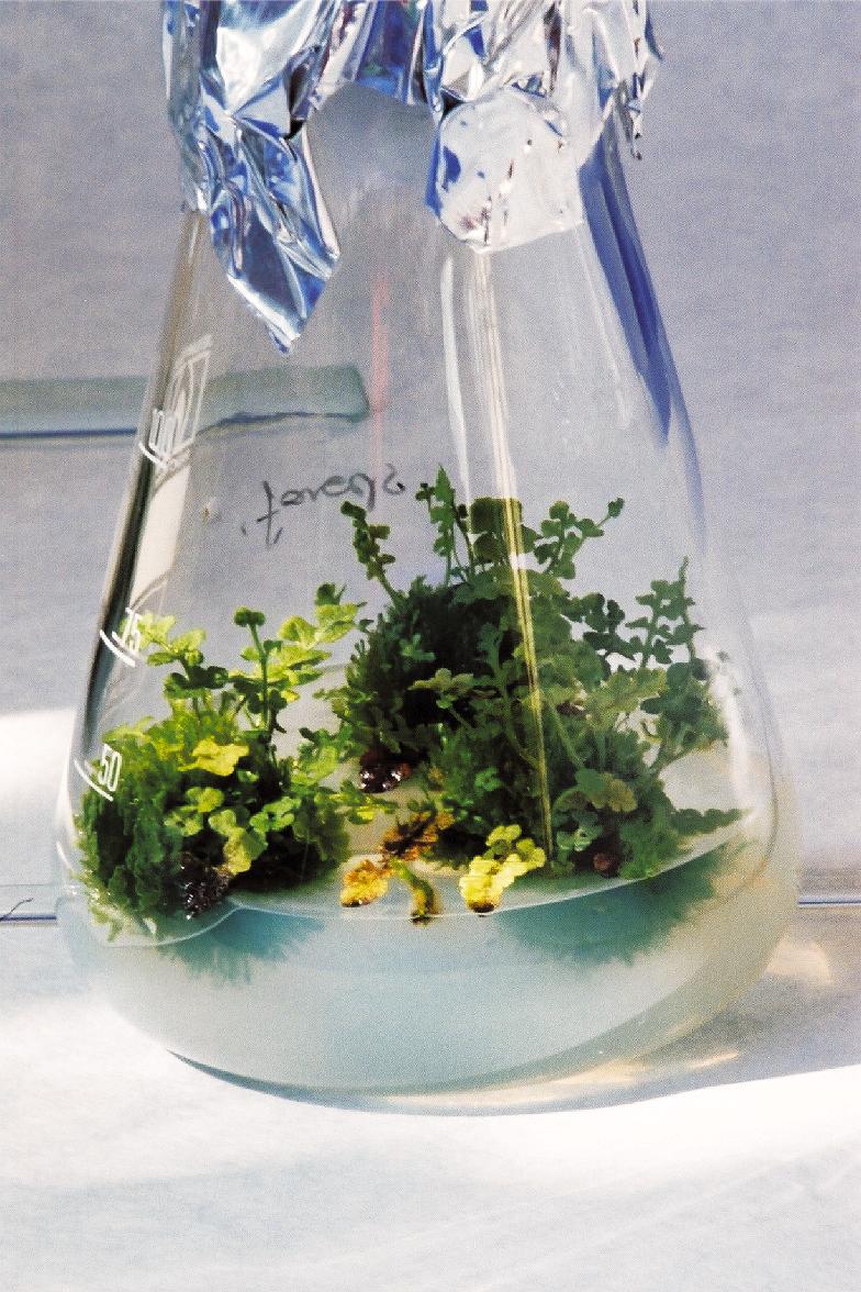 24 Krystyna-Kromer,-Andrzej-Raj,-Ludwik- o³nierz,-dorota-potura³a 24 Fig. 5. In vitro culture of W.