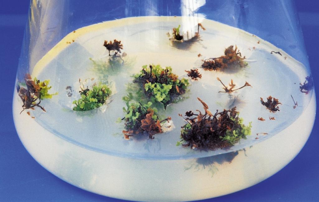 alpina z powstaj¹cymi sporofitami na po ywce 1/2 MS (fot. D. Potura³a) Fig. 6. Sporophytes developing from resting rhizomes of W.