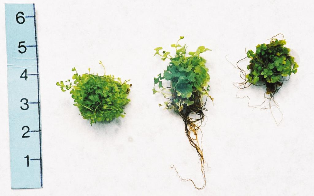 25 Propagation-in-vitro-and-ex-situ-cultivation-of-W.-alpina-(Bolton)-S.F.-Gray 25 Fig. 7. Sporophytes of W. alpina planted to flower-pots (phot. D. Potura³a) Ryc. 7. Sporofity W.