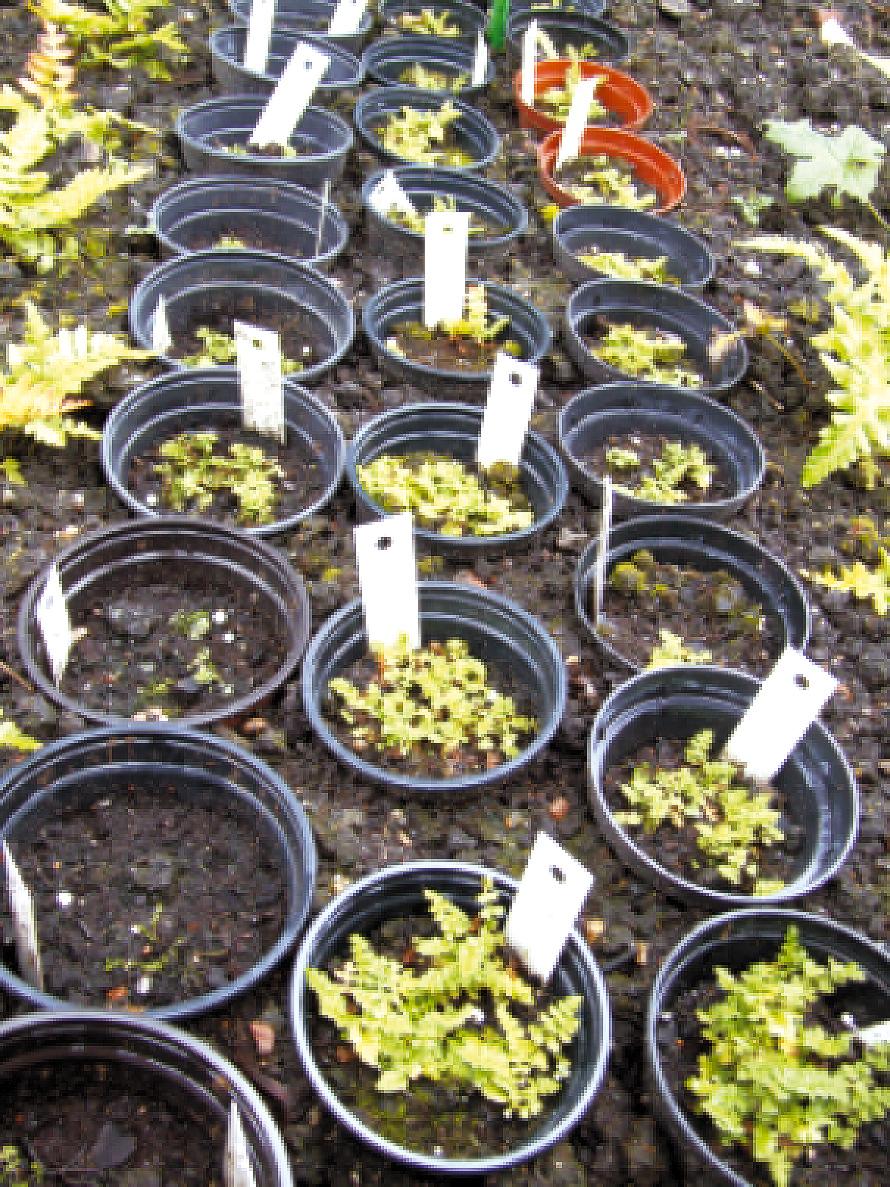 26 Krystyna-Kromer,-Andrzej-Raj,-Ludwik- o³nierz,-dorota-potura³a 26 Fig. 8. Plants of W.