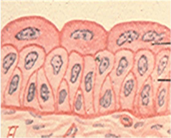Struktury powierzchniowe Glikokaliks Na powierzchni każdej komórki Glikoproteiny, glikolipidy, proteoglikany błonowe Na powierzchni komórek baldaszkowatych nabłonka przejściowego gruby pokład