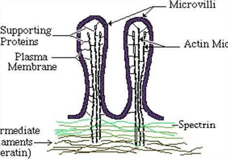rąbek szczoteczkowy Komórka kubkowa Rąbek prążkowany