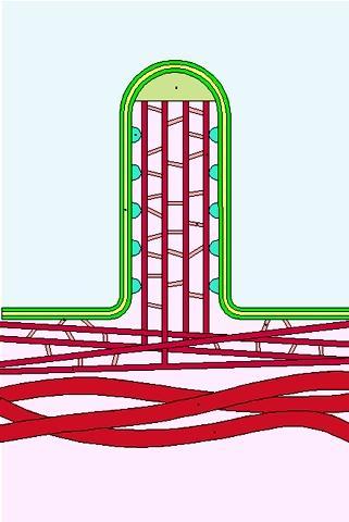Białka wiążące aktynę (fimbryna i fascyna) Nabłonek przewodu