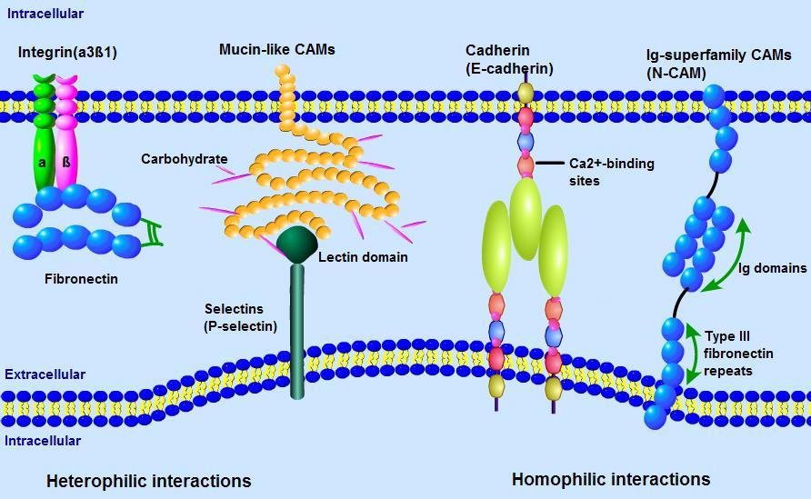 Cząsteczki adhezji komórkowej Umożliwiają kontakt pomiędzy komórkami oraz między komórką a składnikami substancji międzykomórkowej Komórki nabłonkowe połączenia międzykomórkowe, połączenie z błoną