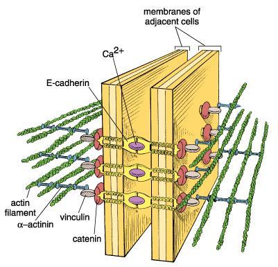W tworzeniu uczestniczą cząsteczki adhezyjne (kadheryny, integryny) oraz elementy cytoszkieletu.