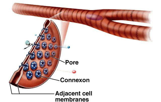 Połączenia międzykomórkowe Połączenia zwierające (przylegania) (adherens) Hemidesmosom tonofilamenty + płytka