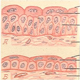 reticularis) Kolagen typu I i III Włókienka kotwiczące (VII) Blaszka jasna Laminina, nidogen, entaktyna, fibronektyna, BM40, fibulina, a także