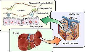 Hepatocyt