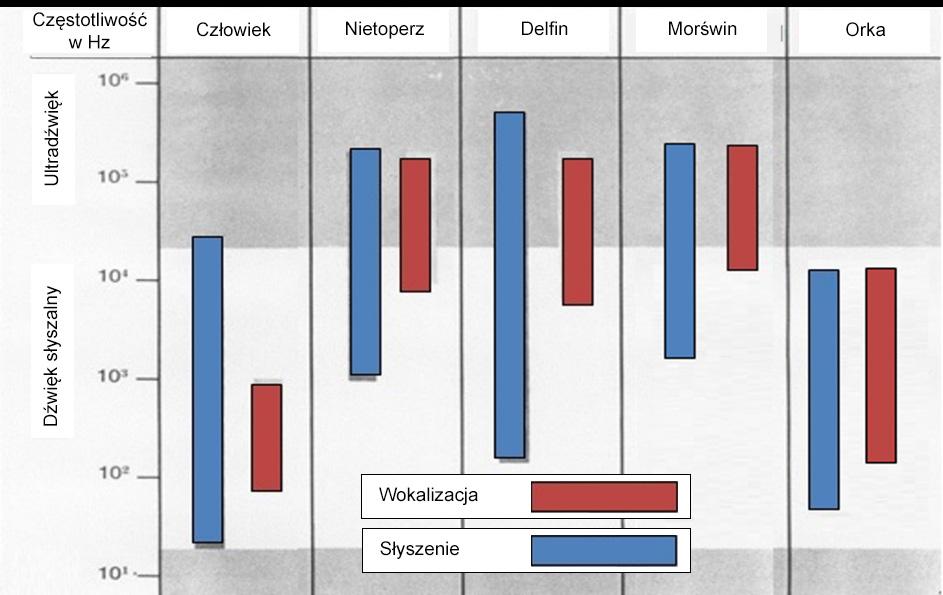 8. Porównanie poziomu słyszenia i spektrum komunikacji morświnów i orek Porównaj zdolność słyszenia u poniższych gatunków (Rycina 1).