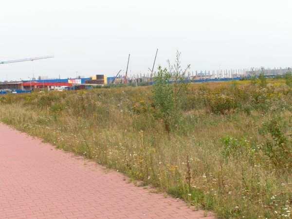 Fot. 9 Zbiorowiska synantropijne na terenach porolnych, w głębi budowa nowego centrum handlowego (źródło: wizja w terenie 23.08.2005r.) Fot.