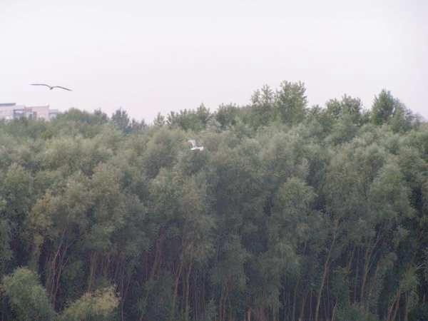 Fot. 13 Awifauna terenów nadwiślańskich na tle zadrzewień łęgowych (źródło: wizja w terenie 23.08.2005r.) Fot.