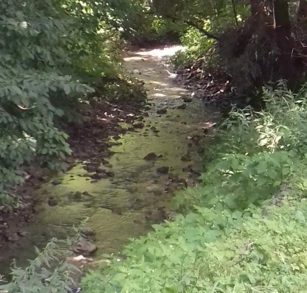 / Podaj dwie różnice miedzy elementami środowiska przyrodniczego