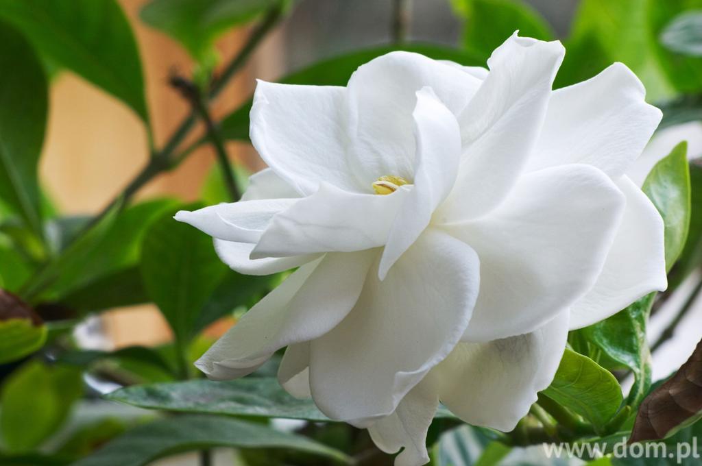 Gardenia w doniczce. Jak uprawiać gardenię w domu? Gardenia to piękny kwiat doniczkowy, wymaga jednak szczególnej pielęgnacji.