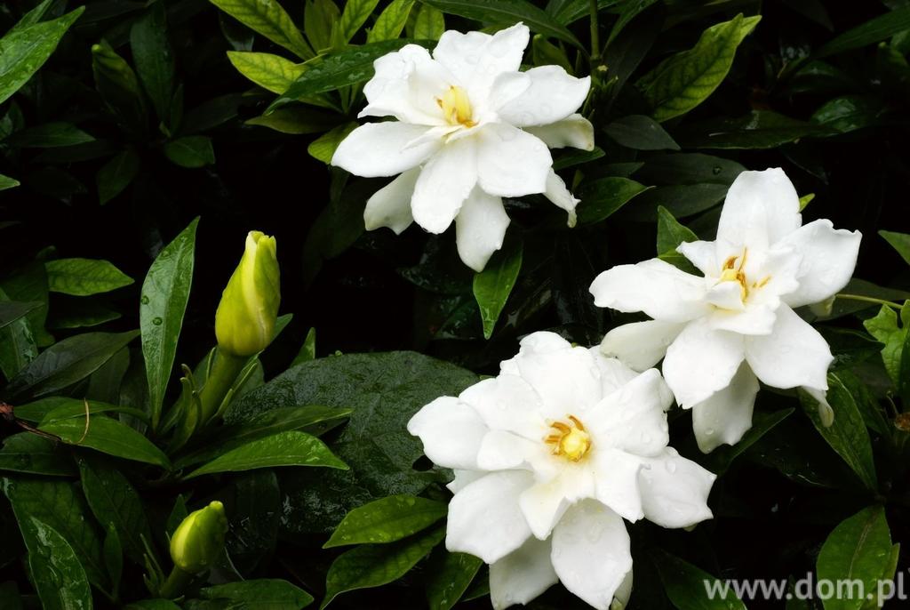 Gardenia nie lubi przeciągów, ale sprzyja jej świeże powietrze i przestrzeń. Pielęgnacja gardenii: nawożenie Gardenia wymaga nawozu w okresie kwitnienia.