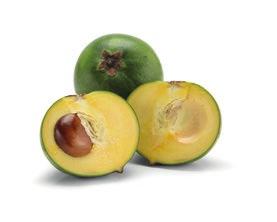 LIOGEL LUCUMA Lucuma,zwana także złotem Inków jest owocem drzewa rosnącego w rejonie Peru, Chile i Ekwadoru.