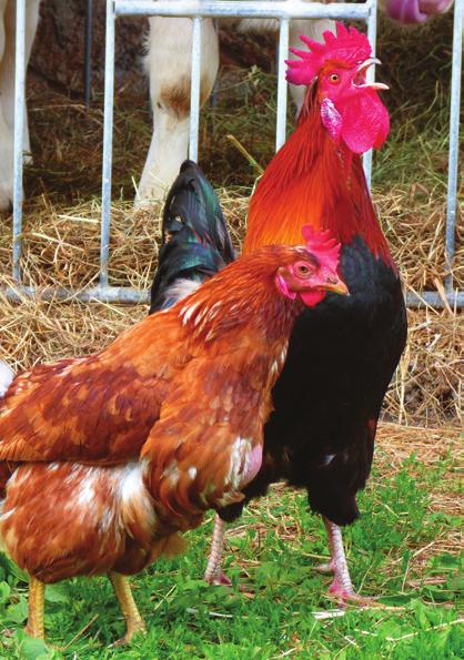 PRAKTYKI ZAWODOWE Wydział Hodowli i Biologii Zwierząt PRAKTYKI ZAWODOWE DLA STUDENTÓW WYDZIAŁU HODOWLI I BIOLOGII ZWIERZĄT Na Wydziale Hodowli i Biologii Zwierząt wiemy jak bezcenne są umiejętności