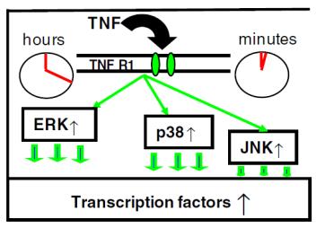 ectopic neural pacemakers sympathetic postganglionic fibers synapses A beta - fibers A delta - fibers I II C - fibers III Rexed laminae of dorsal horn IV