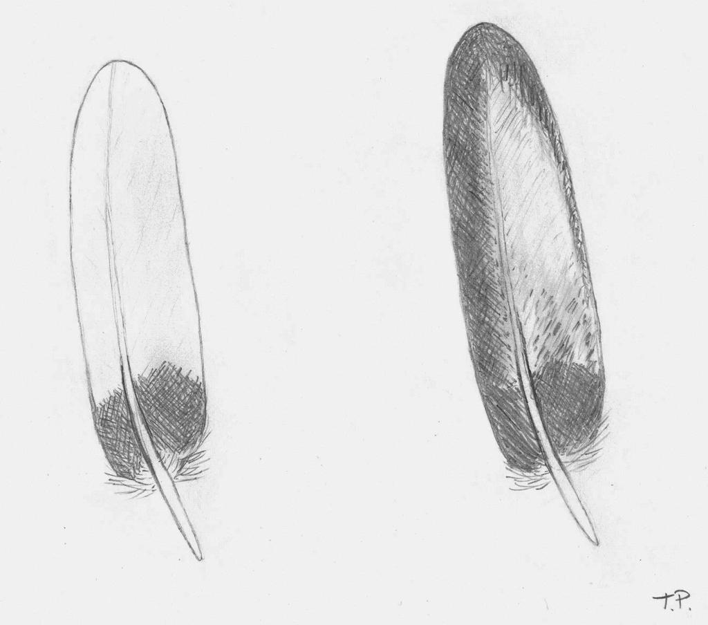 regularny wzór na pokrywach skrzydłowych (M. Nawrocki).