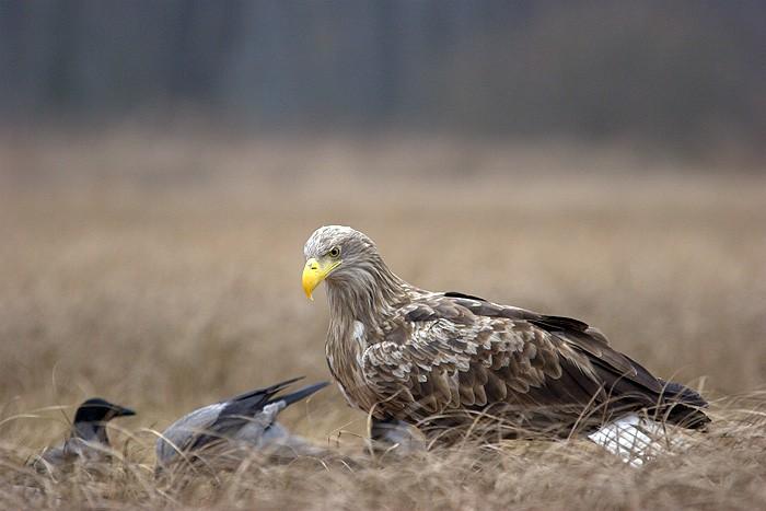 Dorosłe (ad., zazwyczaj 5-6 zima i starsze). Dorosłe bieliki wyglądają bardzo charakterystycznie. Głowa i szyja są jasne, najczęściej wyraźnie kontrastują z brązowym brzuchem.