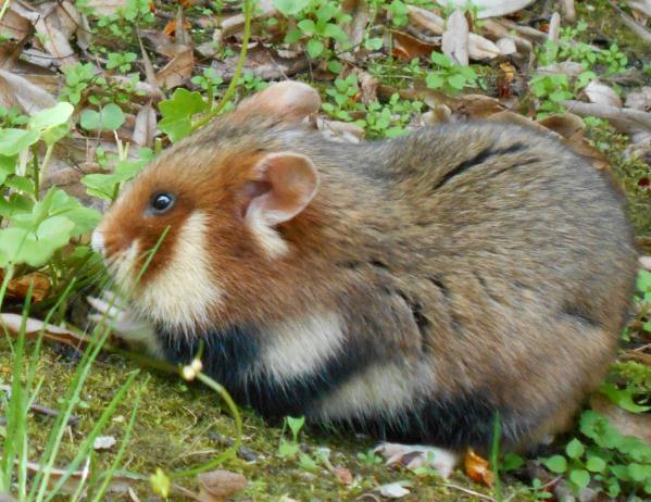 Inwentaryzacja chomika europejskiego Cricetus cricetus na obszarze Górek Czechowskich w Lublinie Tomasz Buczek