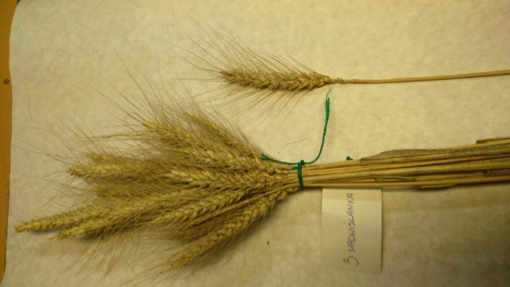 Nadwiślanka Kłos: ościsty, gładki, biały, średnio zbity (d=27,9), cylindryczny, długość kłosa 72 mm, ilość kłosków 20,6, osadka kłosowa słabo owłosiona, zabarwienie fenolem pośrednie do ciemnego.