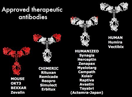 Inżynieria przeciwciał Humanizowane i rekombinowane przeciwciała są